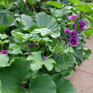 Heilpflanzen im Bauerngarten (für Gruppen ab 8 Personen, Termin individuell vereinbar)